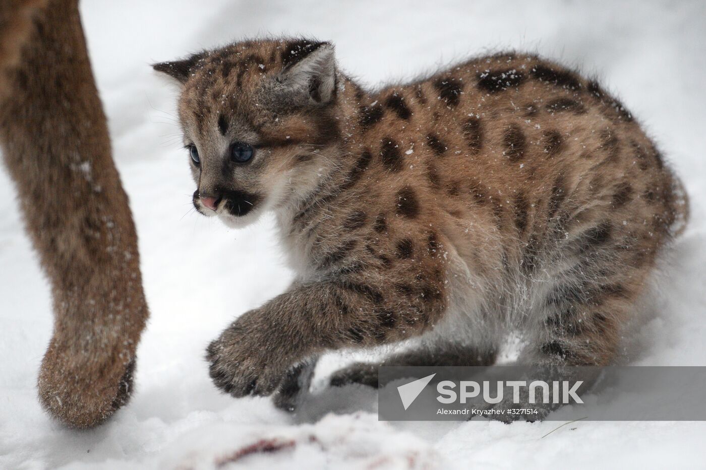 Baby pumas born at Novosibirsk Zoo