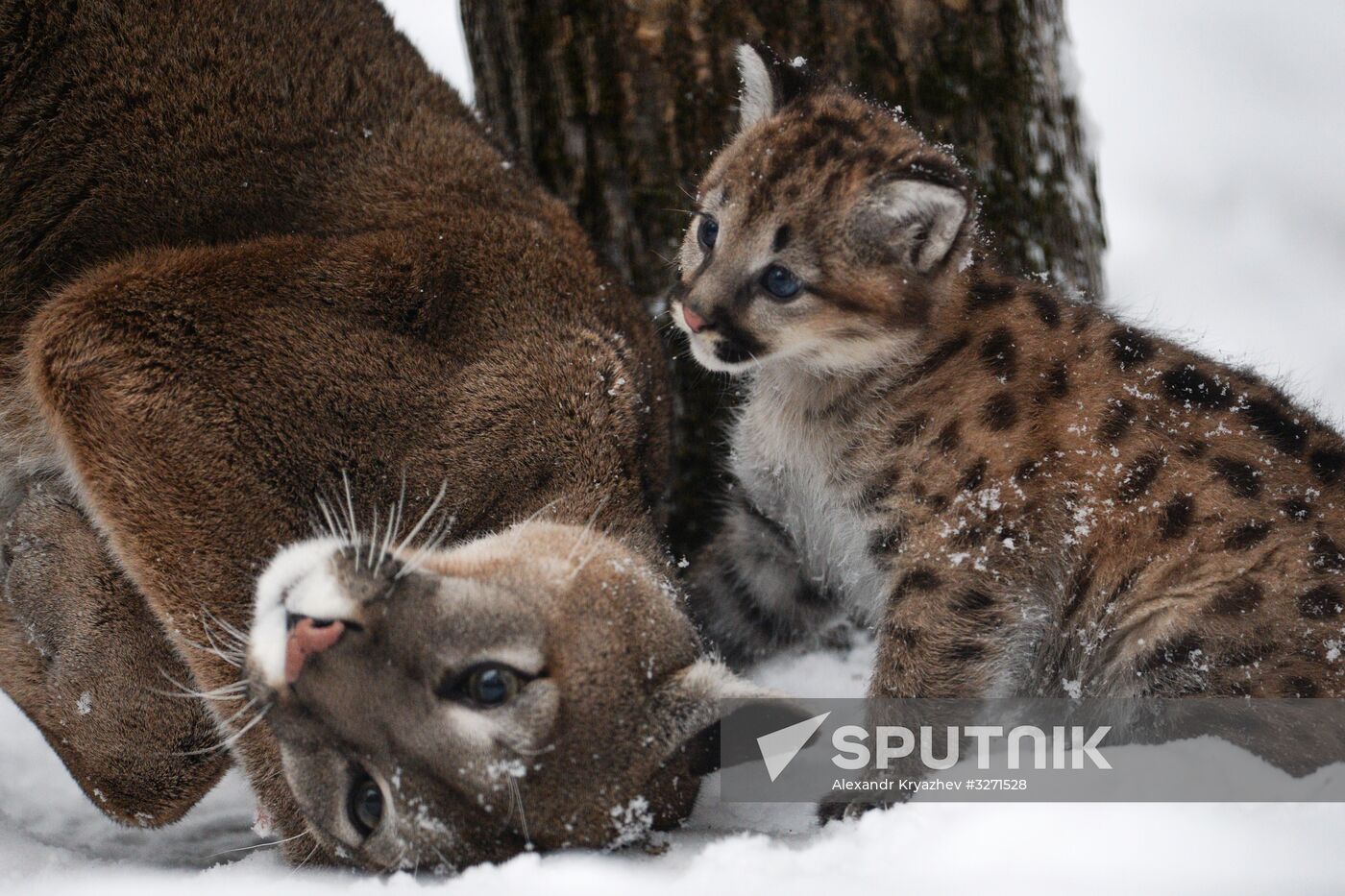 Baby pumas born at Novosibirsk Zoo