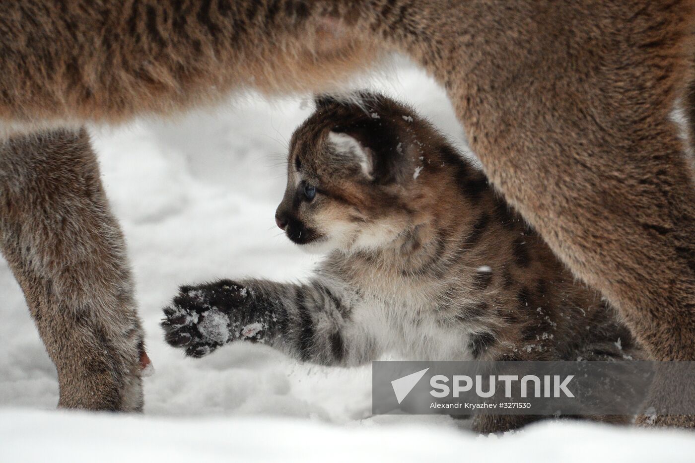 Baby pumas born at Novosibirsk Zoo