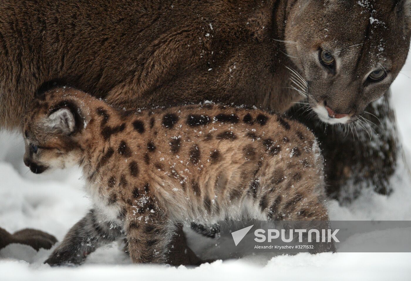 Baby pumas born at Novosibirsk Zoo