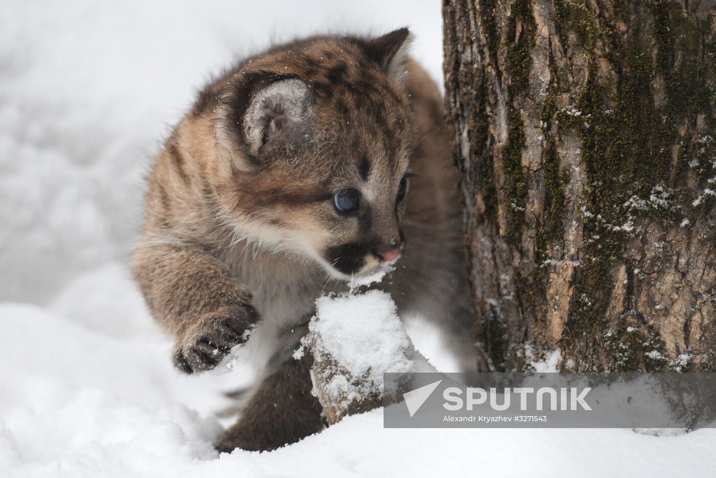 Baby pumas born at Novosibirsk Zoo