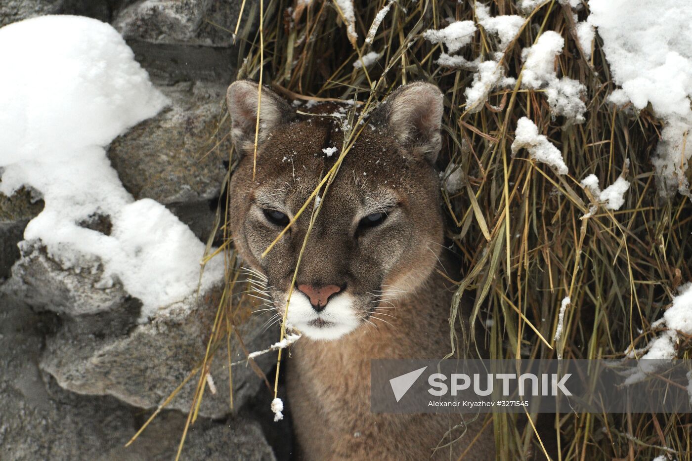 Baby pumas born at Novosibirsk Zoo