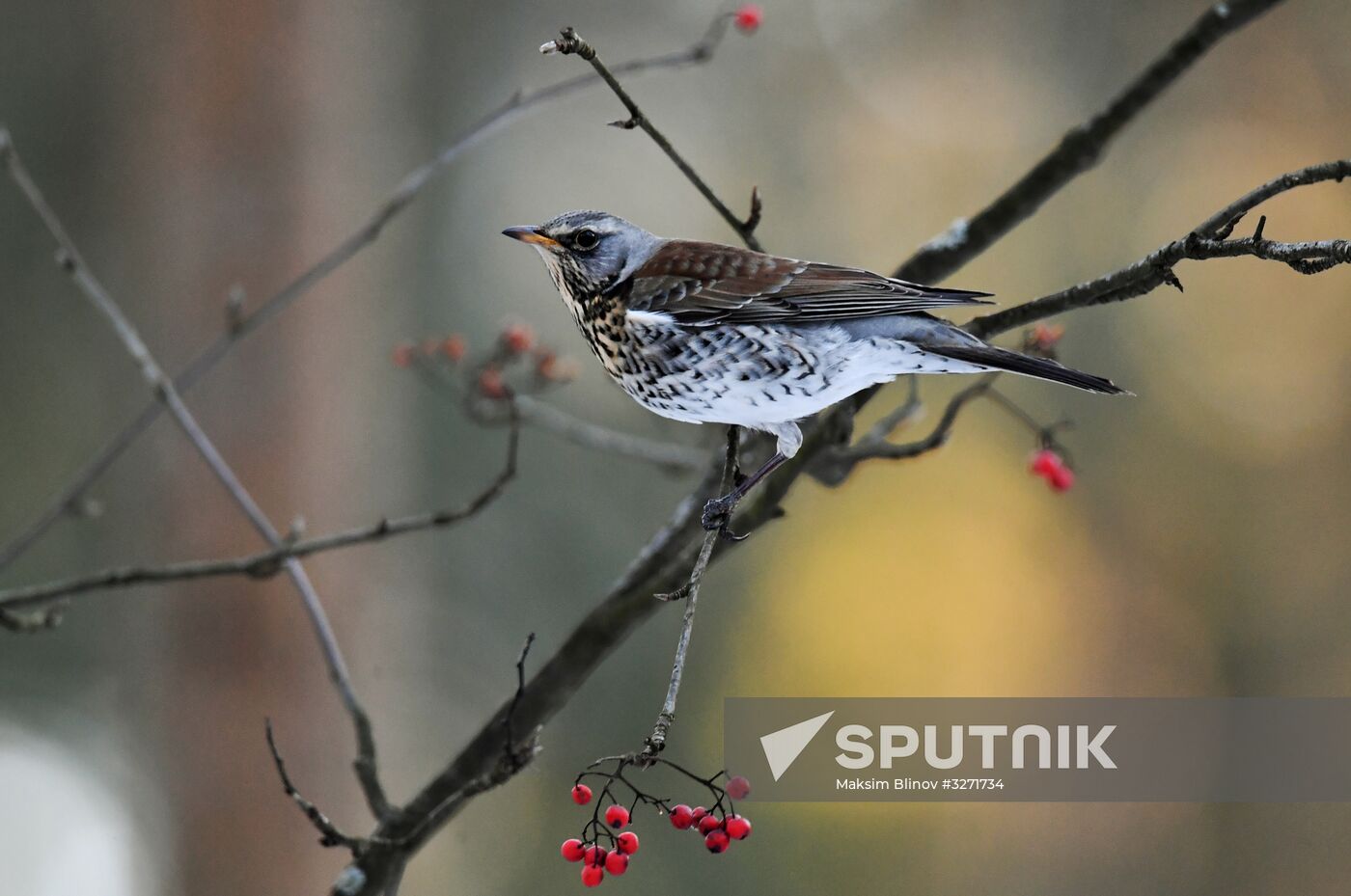 Serebryany Bor Park in Moscow