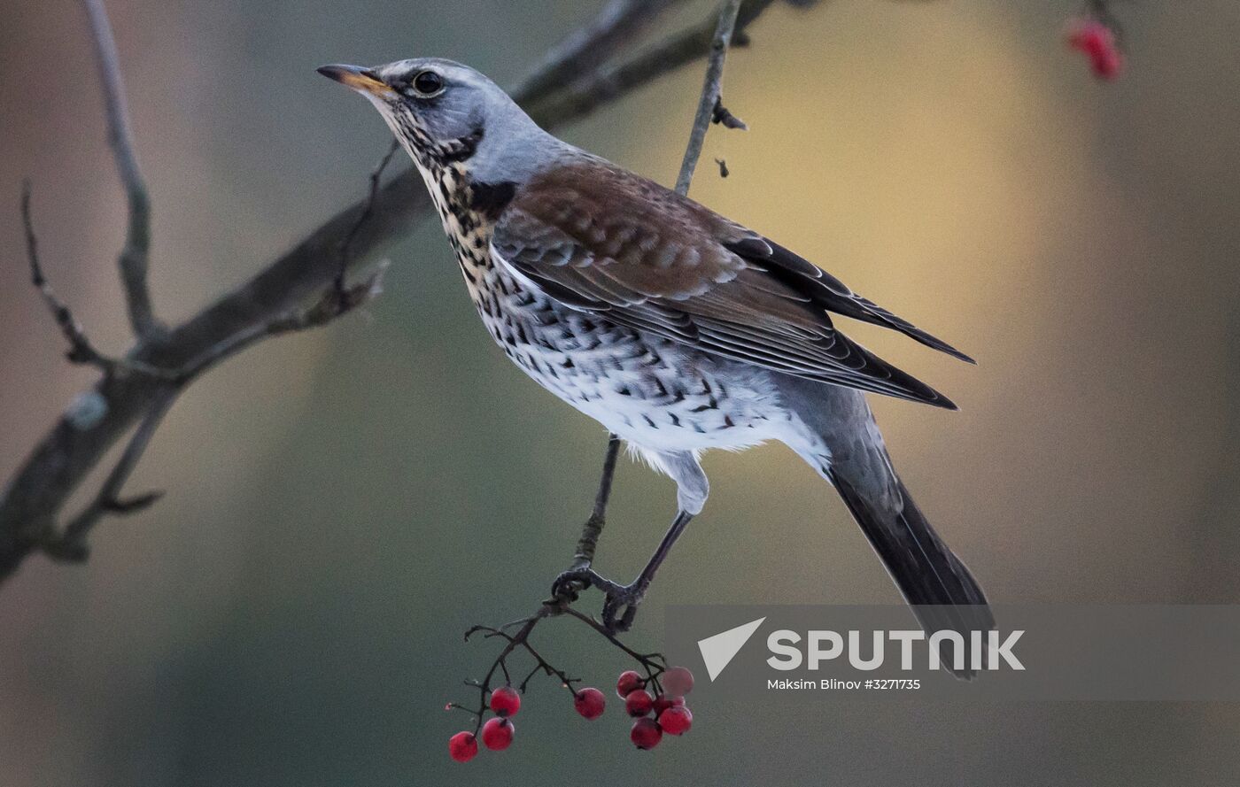 Serebryany Bor Park in Moscow