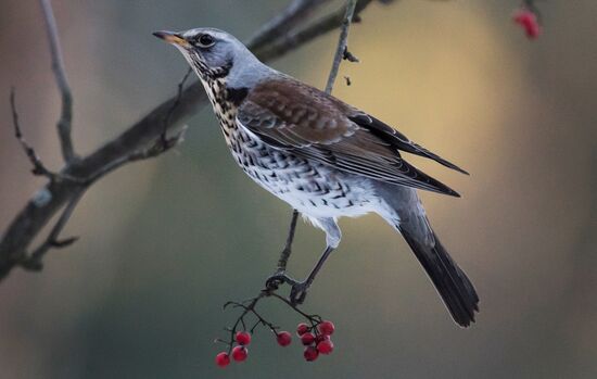 Serebryany Bor Park in Moscow