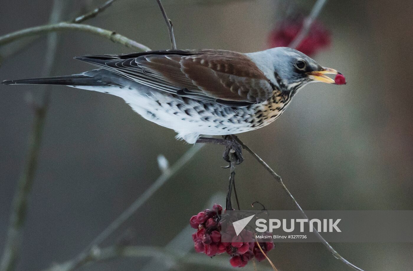 Serebryany Bor Park in Moscow