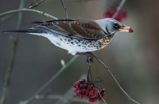 Serebryany Bor Park in Moscow