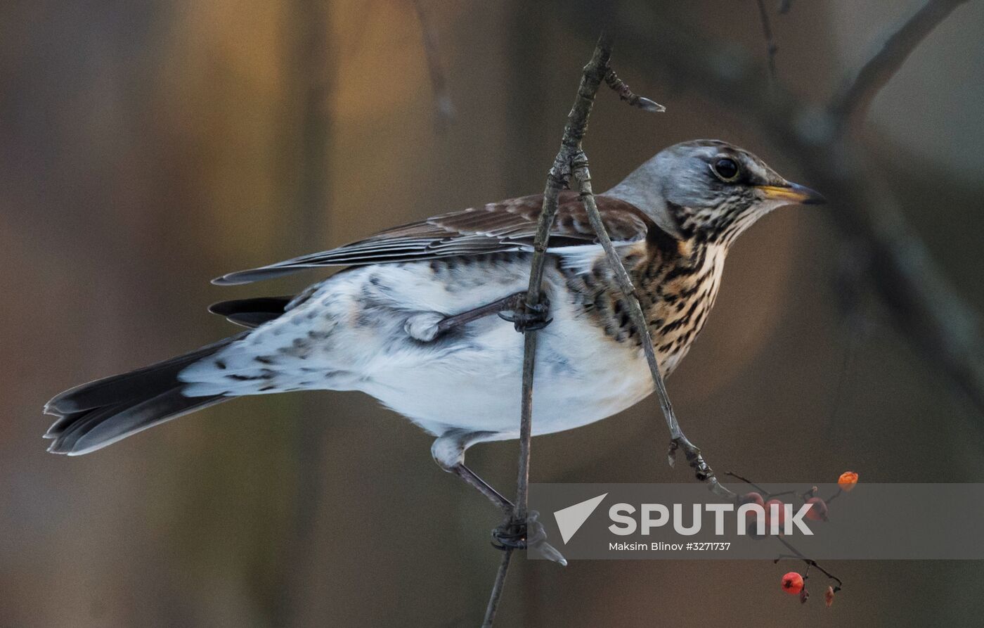 Serebryany Bor Park in Moscow