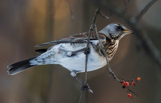 Serebryany Bor Park in Moscow