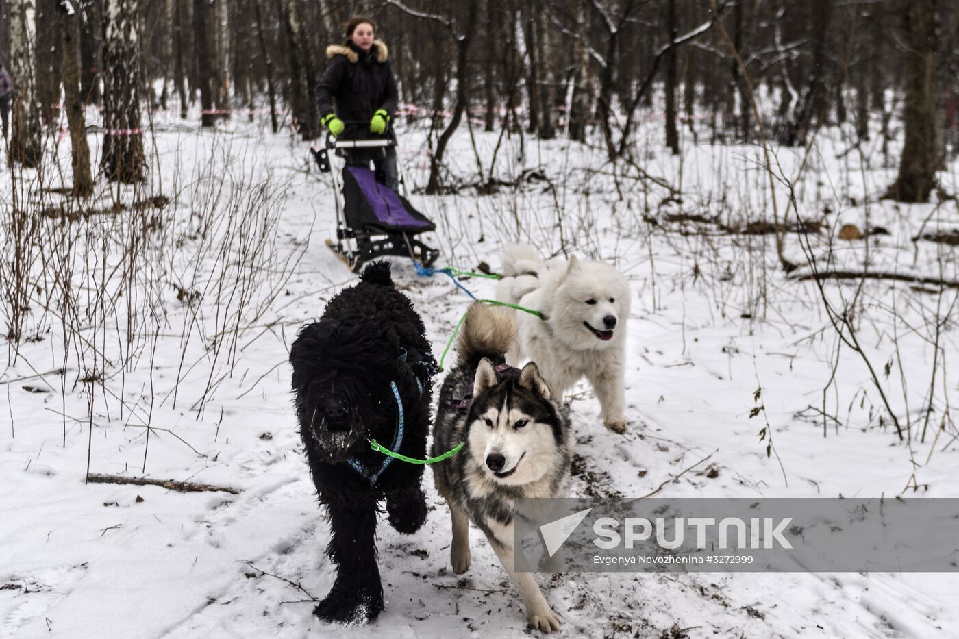 Sokolniki service dog stadium unveiled