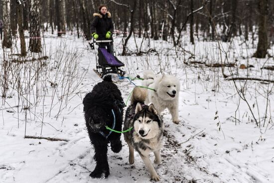 Sokolniki service dog stadium unveiled