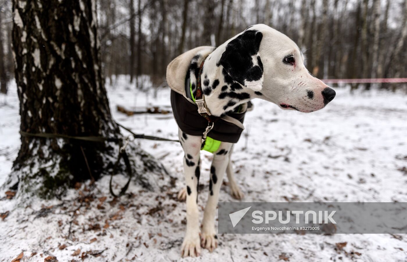 Sokolniki service dog stadium unveiled