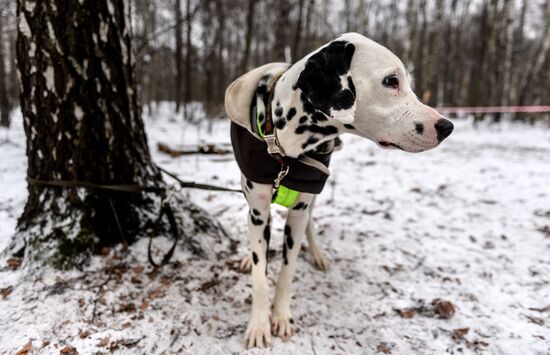 Sokolniki service dog stadium unveiled