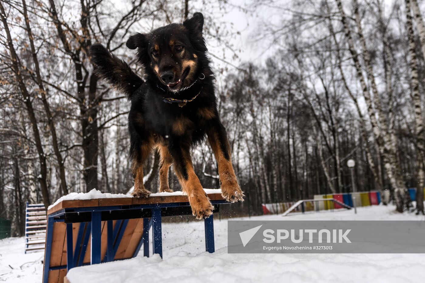 Sokolniki service dog stadium unveiled