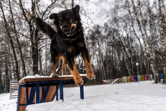 Sokolniki service dog stadium unveiled