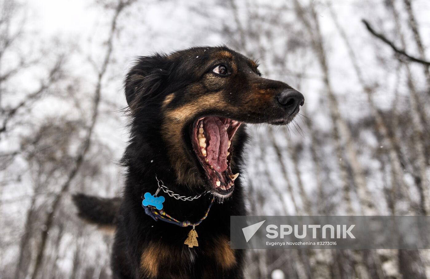 Sokolniki service dog stadium unveiled