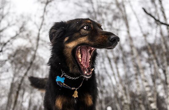 Sokolniki service dog stadium unveiled