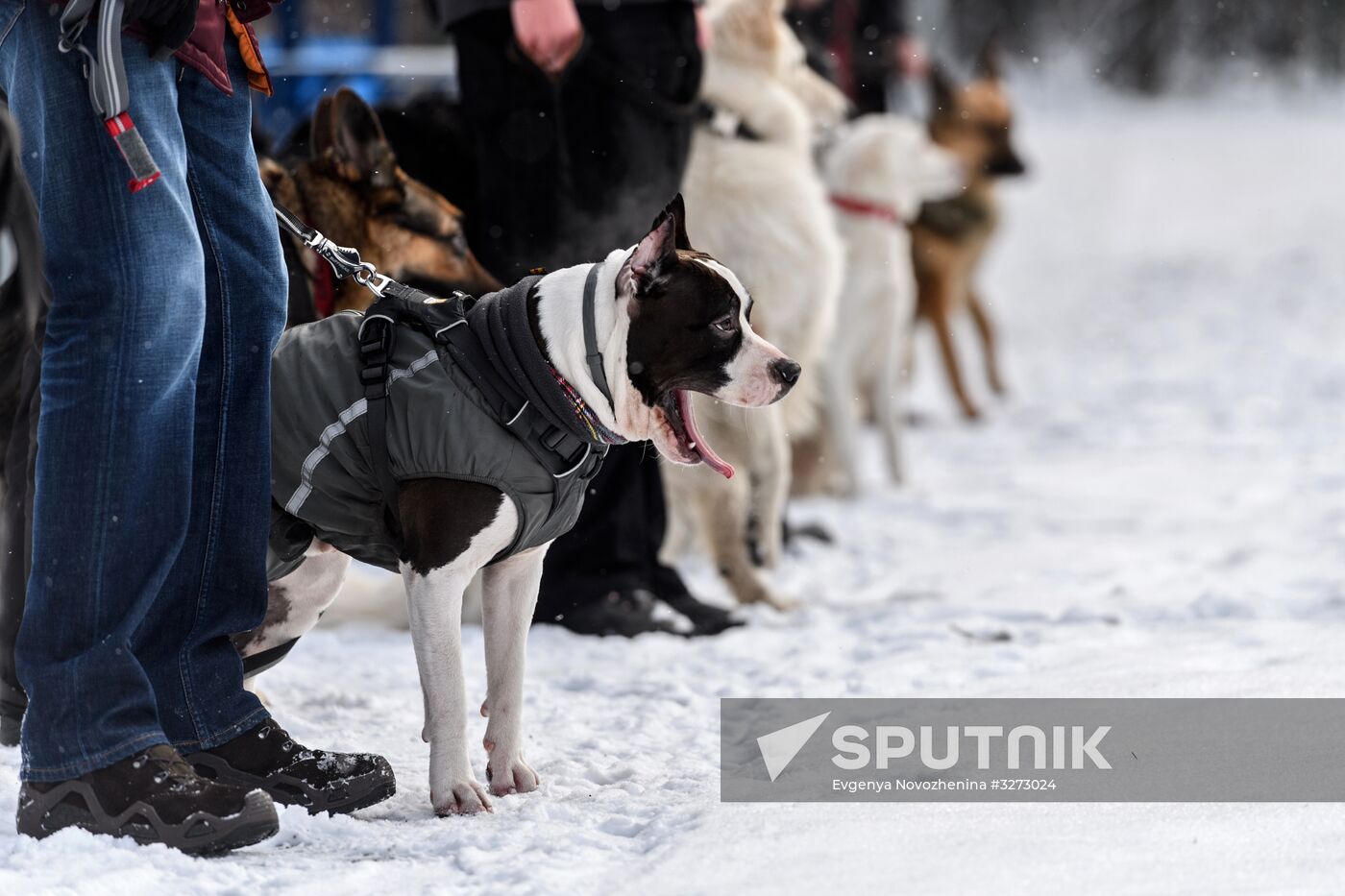 Sokolniki service dog stadium unveiled