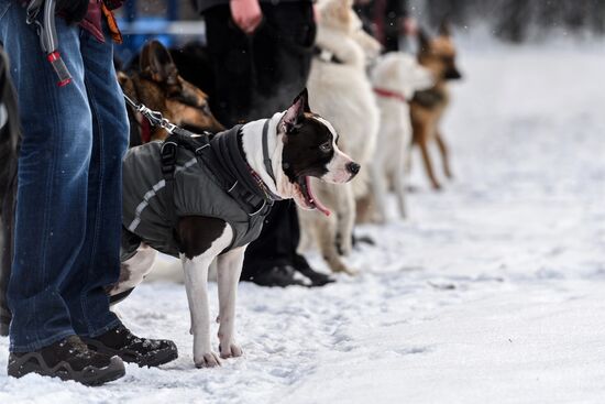 Sokolniki service dog stadium unveiled