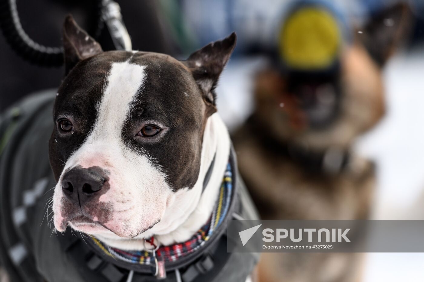Sokolniki service dog stadium unveiled
