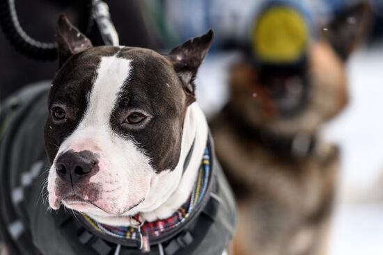 Sokolniki service dog stadium unveiled