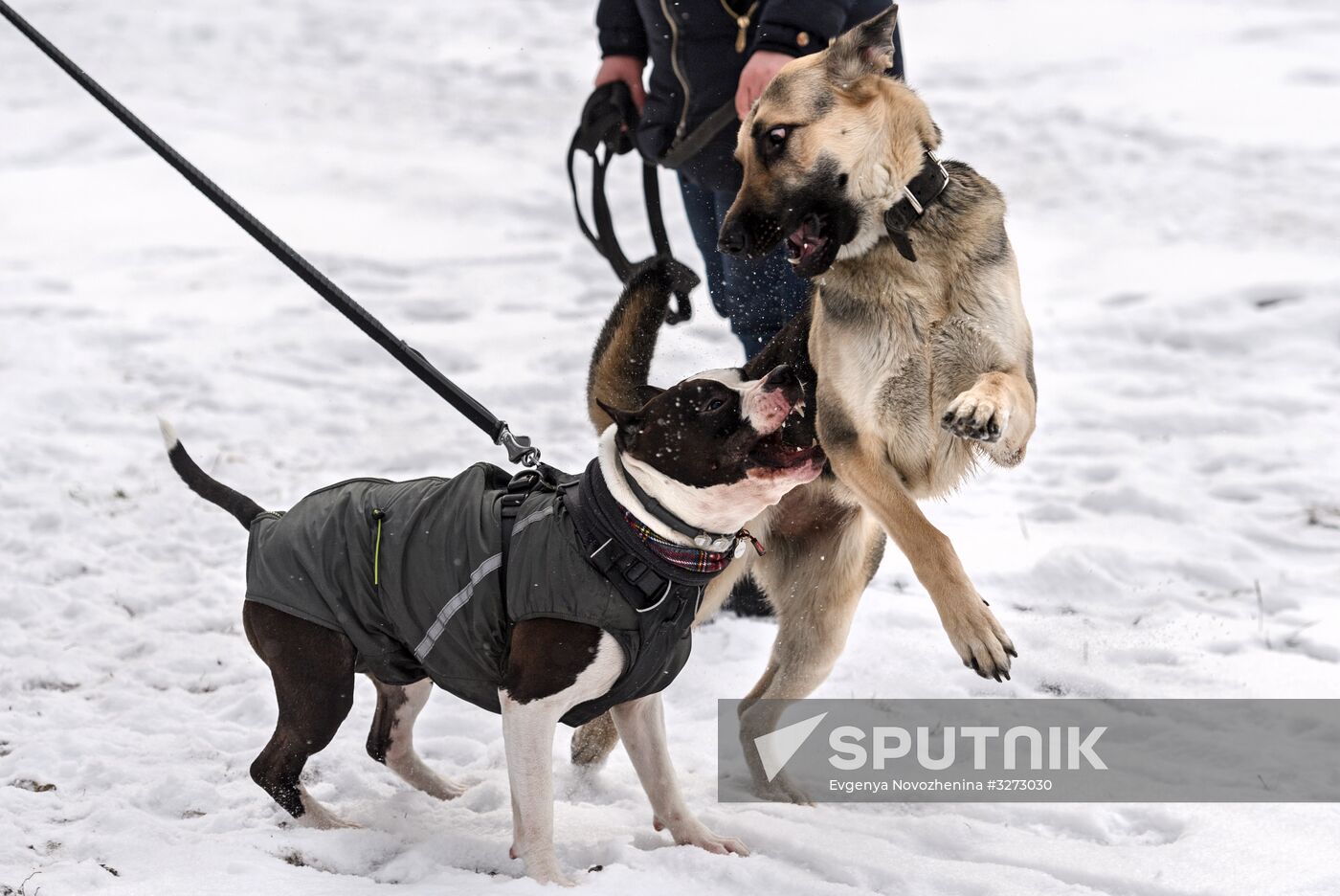 Sokolniki service dog stadium unveiled