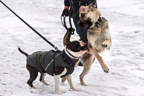 Sokolniki service dog stadium unveiled
