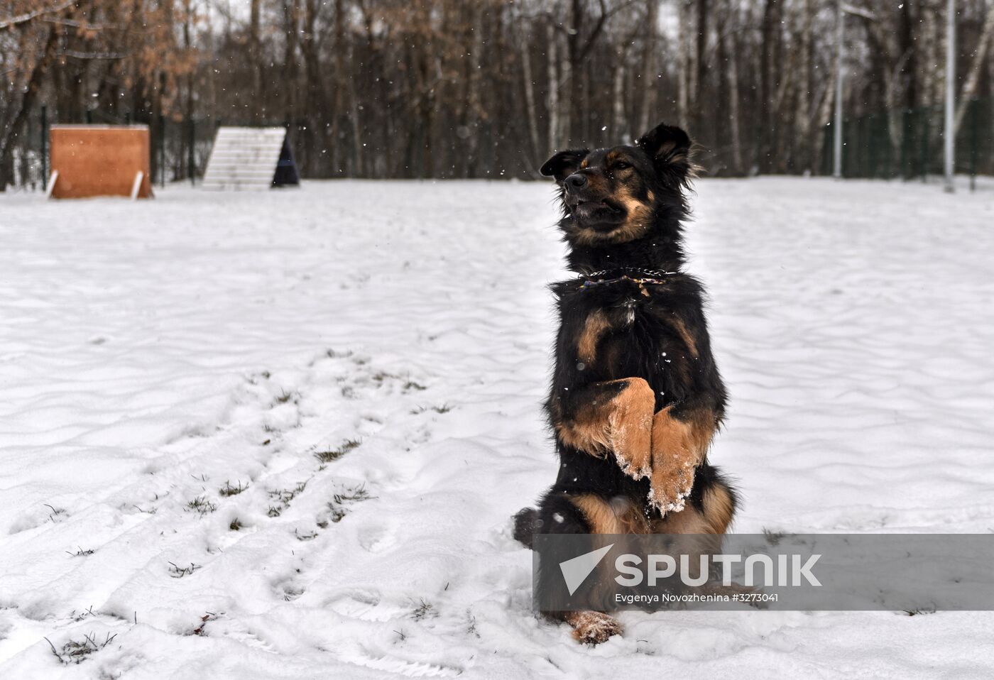 Sokolniki service dog stadium unveiled