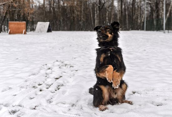 Sokolniki service dog stadium unveiled