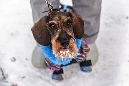 Sokolniki service dog stadium unveiled