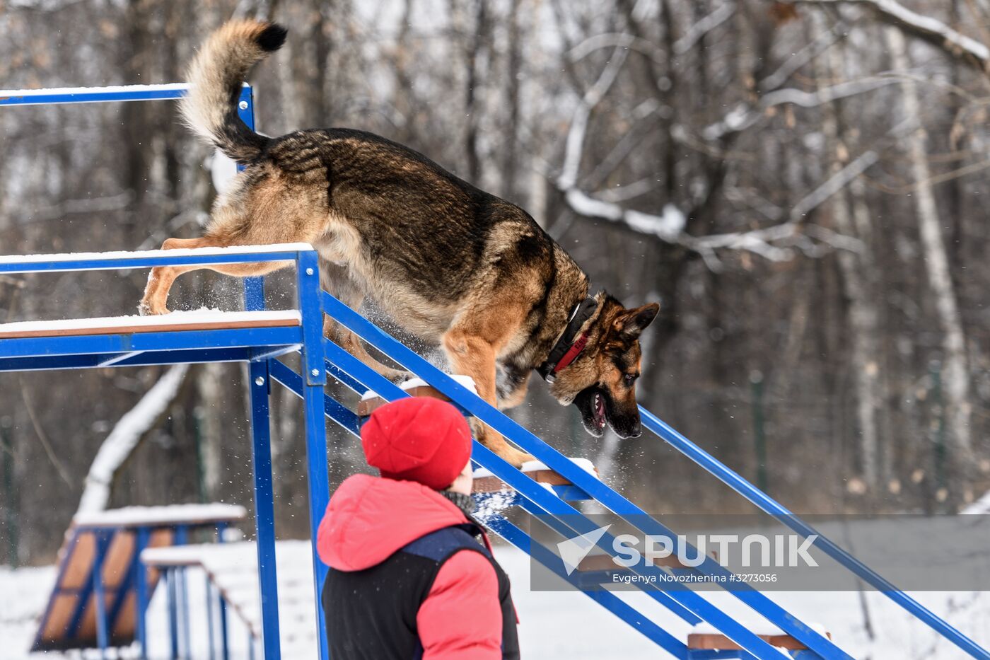 Sokolniki service dog stadium unveiled