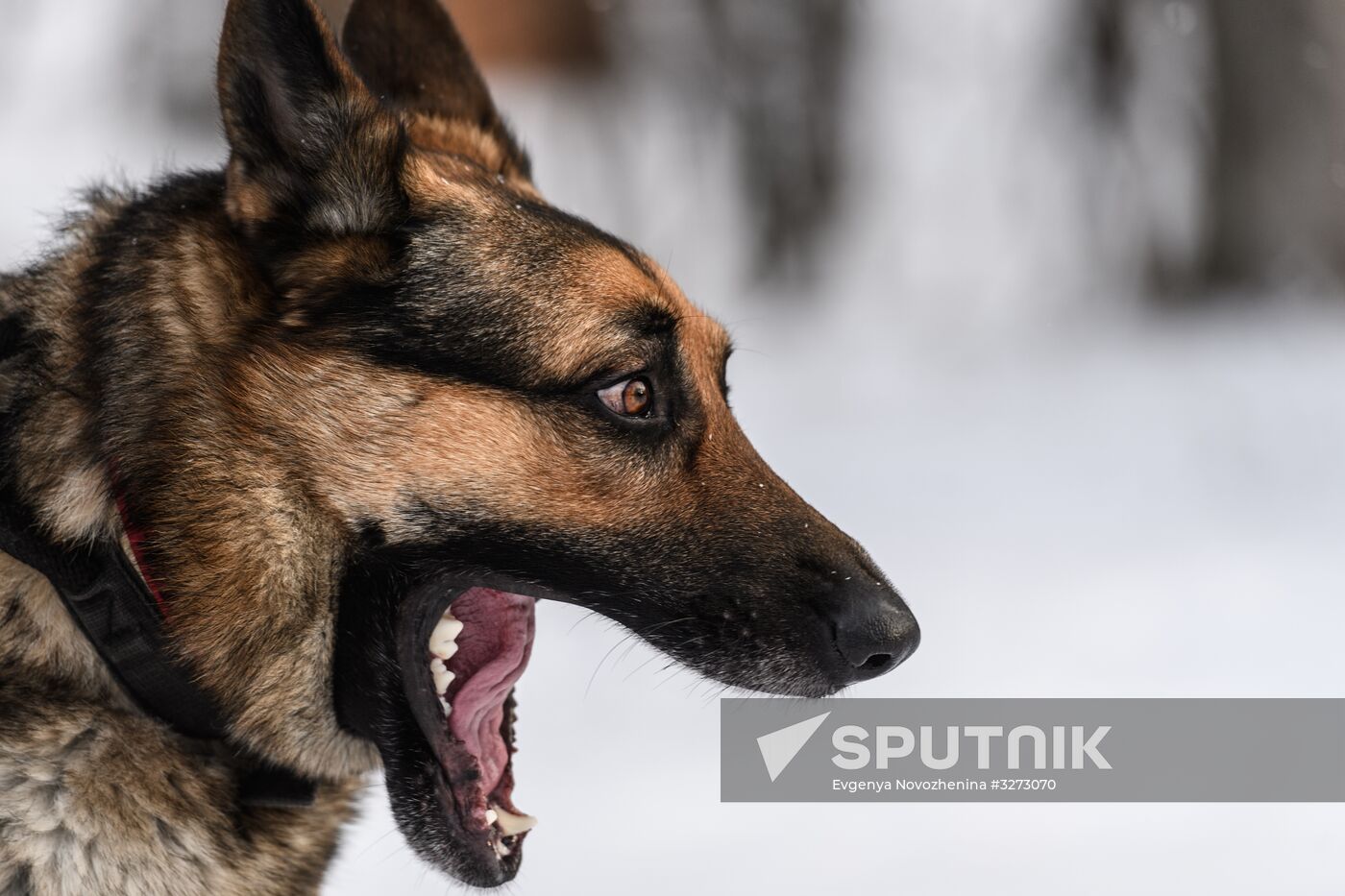 Sokolniki service dog stadium unveiled