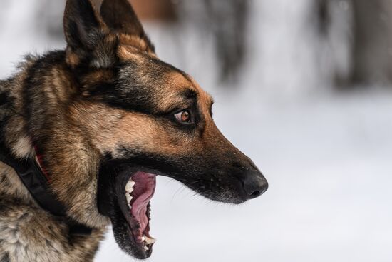 Sokolniki service dog stadium unveiled