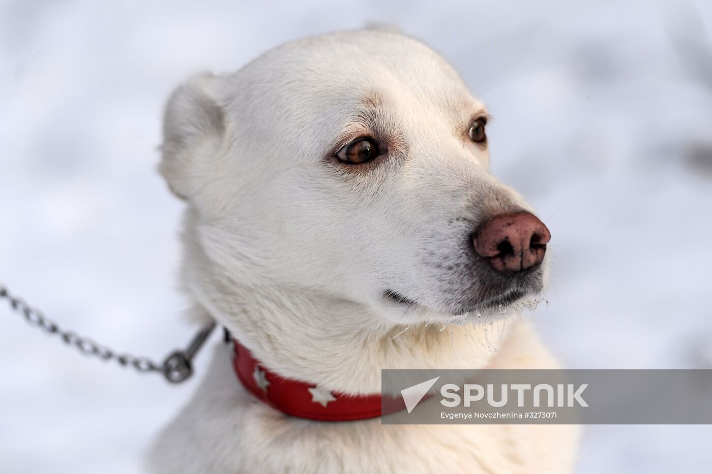 Sokolniki service dog stadium unveiled