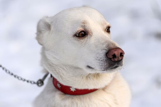 Sokolniki service dog stadium unveiled