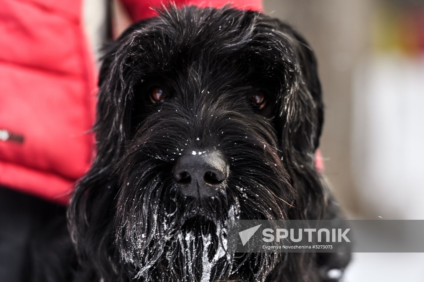 Sokolniki service dog stadium unveiled