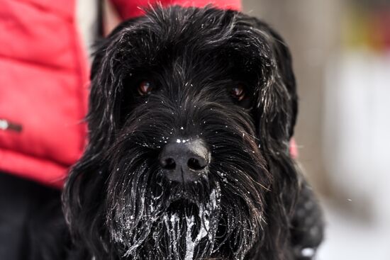 Sokolniki service dog stadium unveiled