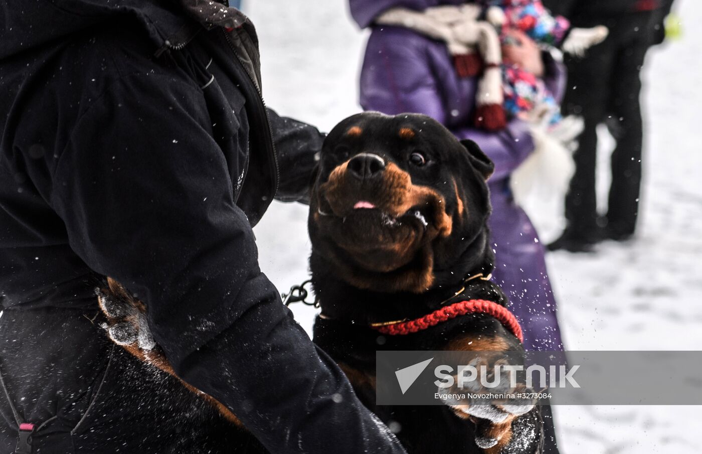 Sokolniki service dog stadium unveiled