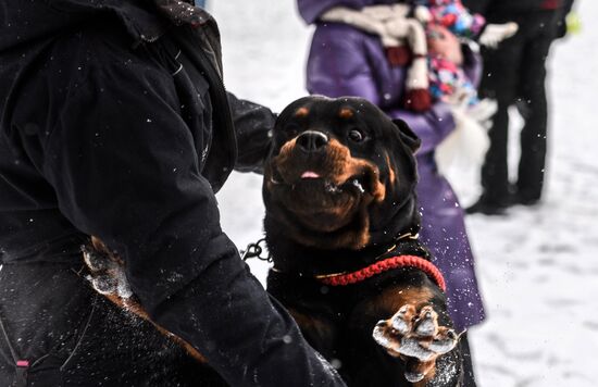 Sokolniki service dog stadium unveiled