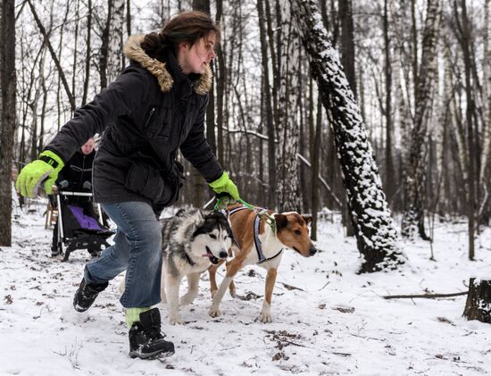 Sokolniki service dog stadium unveiled