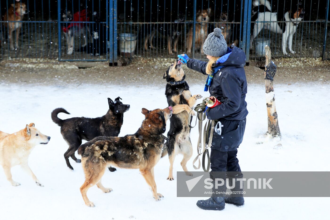 Liberal Democratic Party leader Zhirinovsky visits Red Pine dog shelter