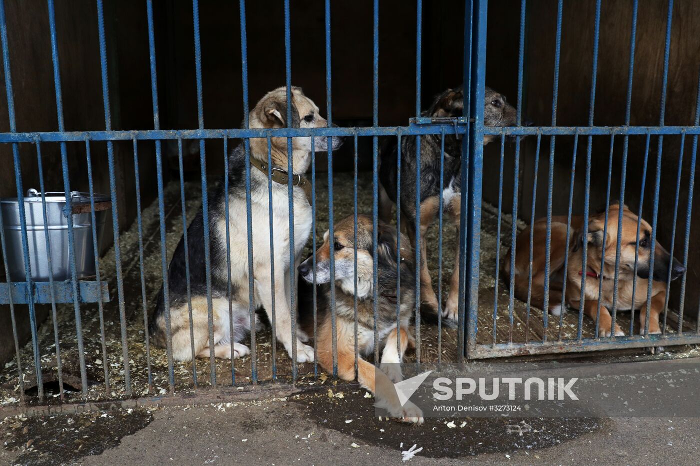 Liberal Democratic Party leader Zhirinovsky visits Red Pine dog shelter