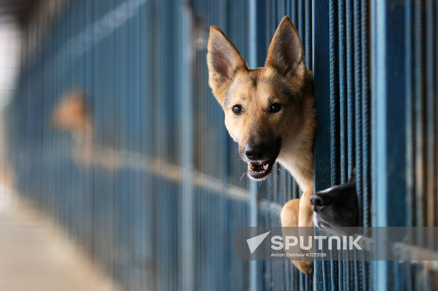Liberal Democratic Party leader Zhirinovsky visits Red Pine dog shelter