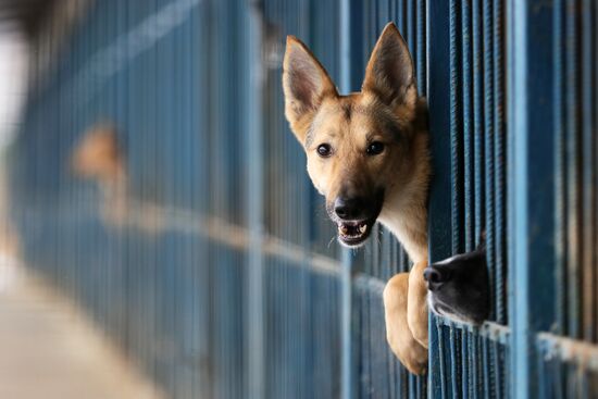 Liberal Democratic Party leader Zhirinovsky visits Red Pine dog shelter