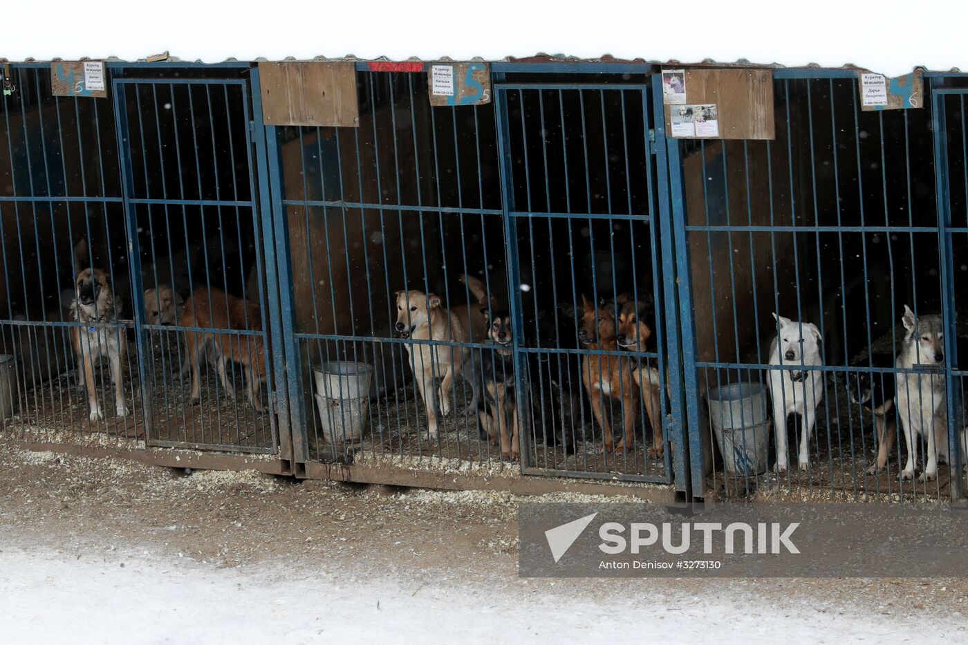 Liberal Democratic Party leader Zhirinovsky visits Red Pine dog shelter