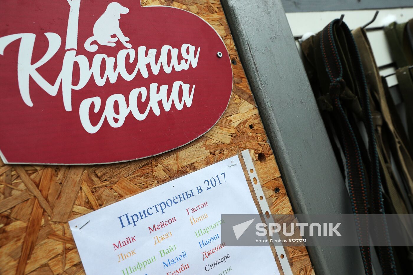 Liberal Democratic Party leader Zhirinovsky visits Red Pine dog shelter