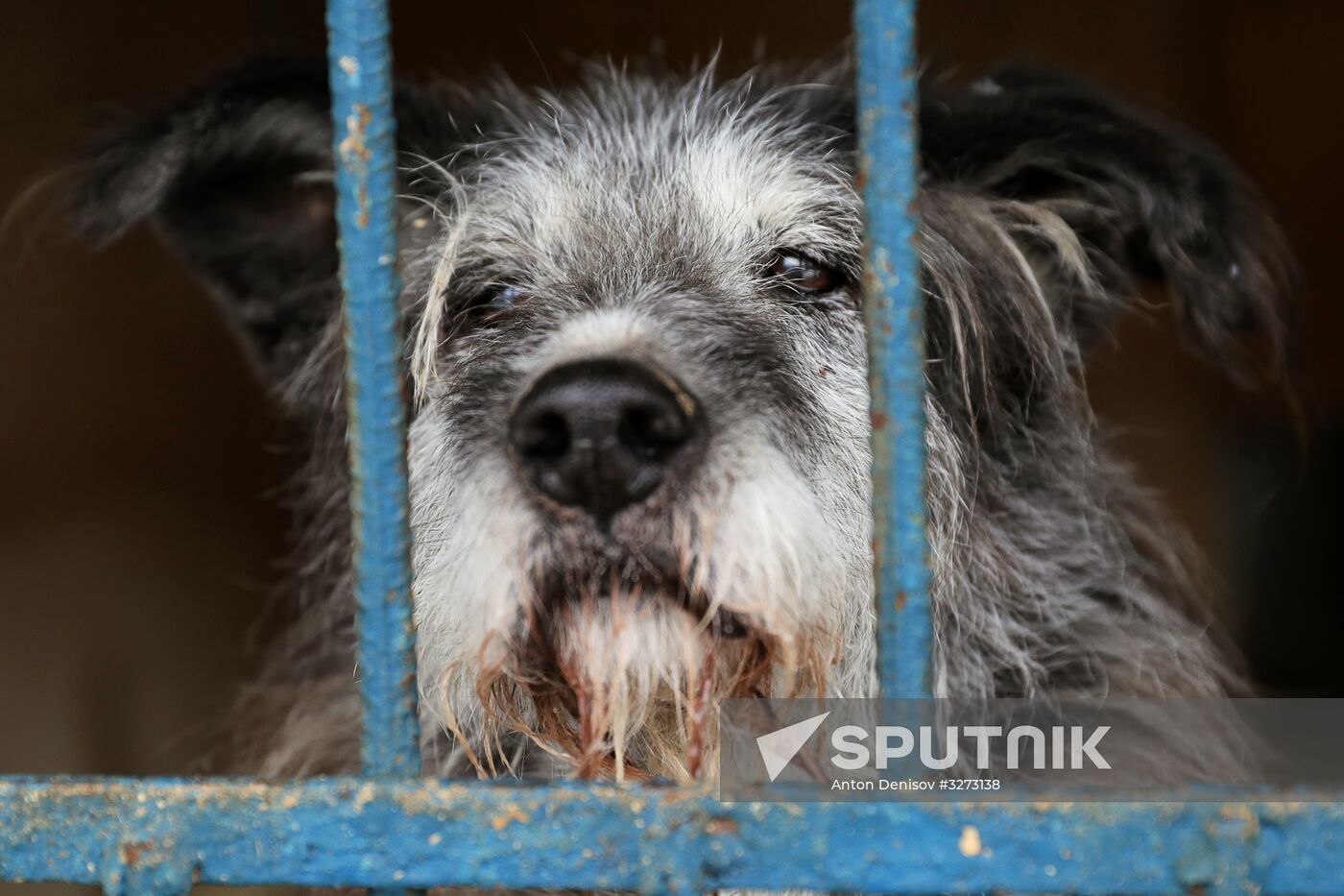 Liberal Democratic Party leader Zhirinovsky visits Red Pine dog shelter
