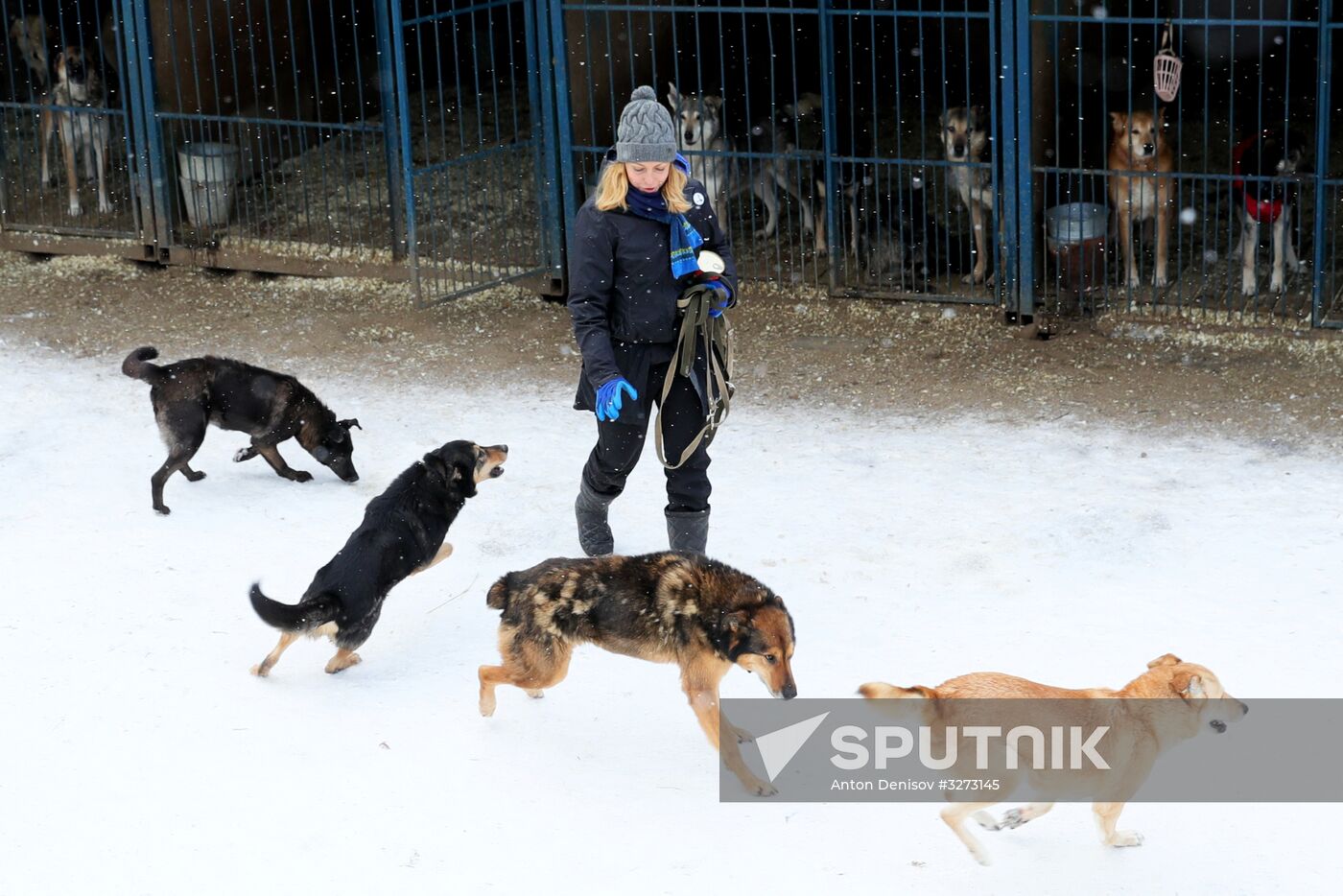 Liberal Democratic Party leader Zhirinovsky visits Red Pine dog shelter