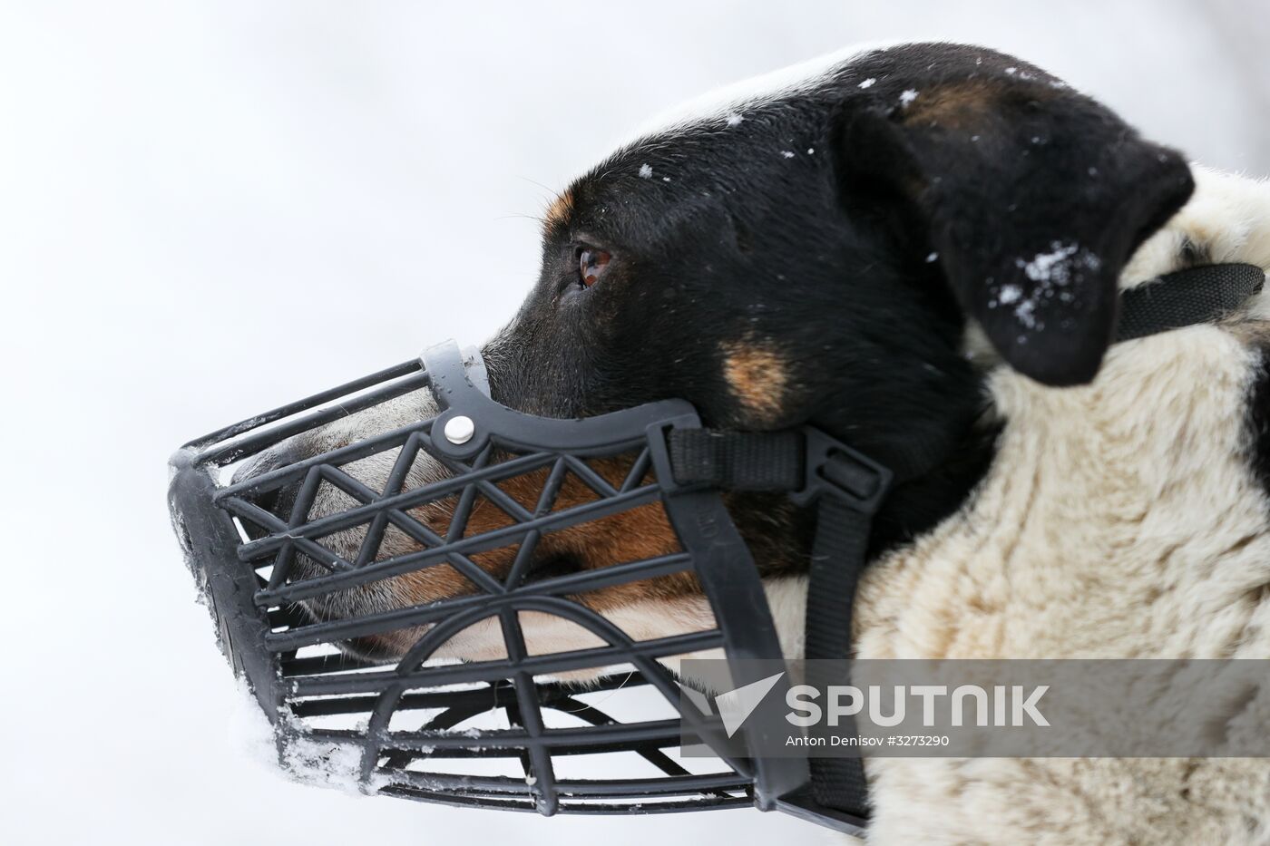 Liberal Democratic Party leader Vladimir Zhirinovsky visits Krasnaya Sosna dog rescue center