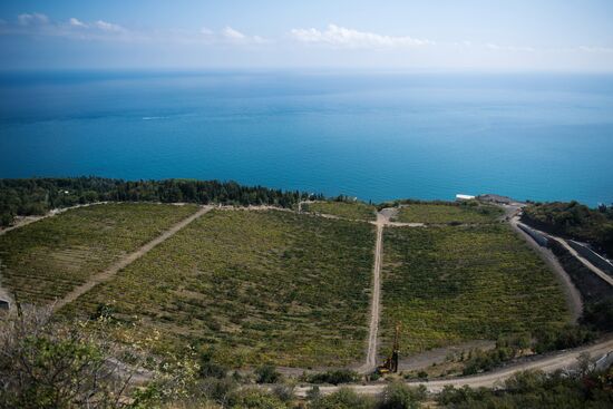 Massandra Winery